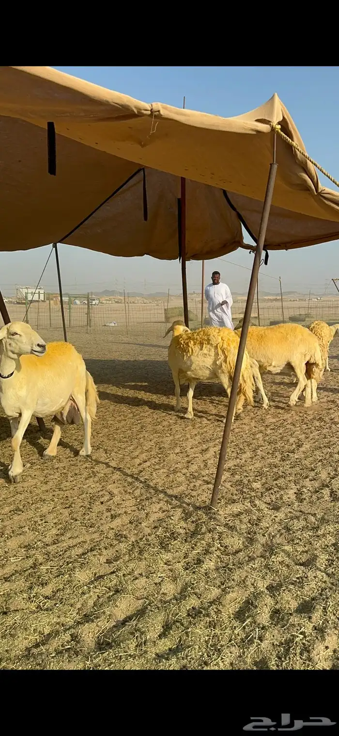 غنم حرية حرش جروم ورقاب نقوة مراح 20