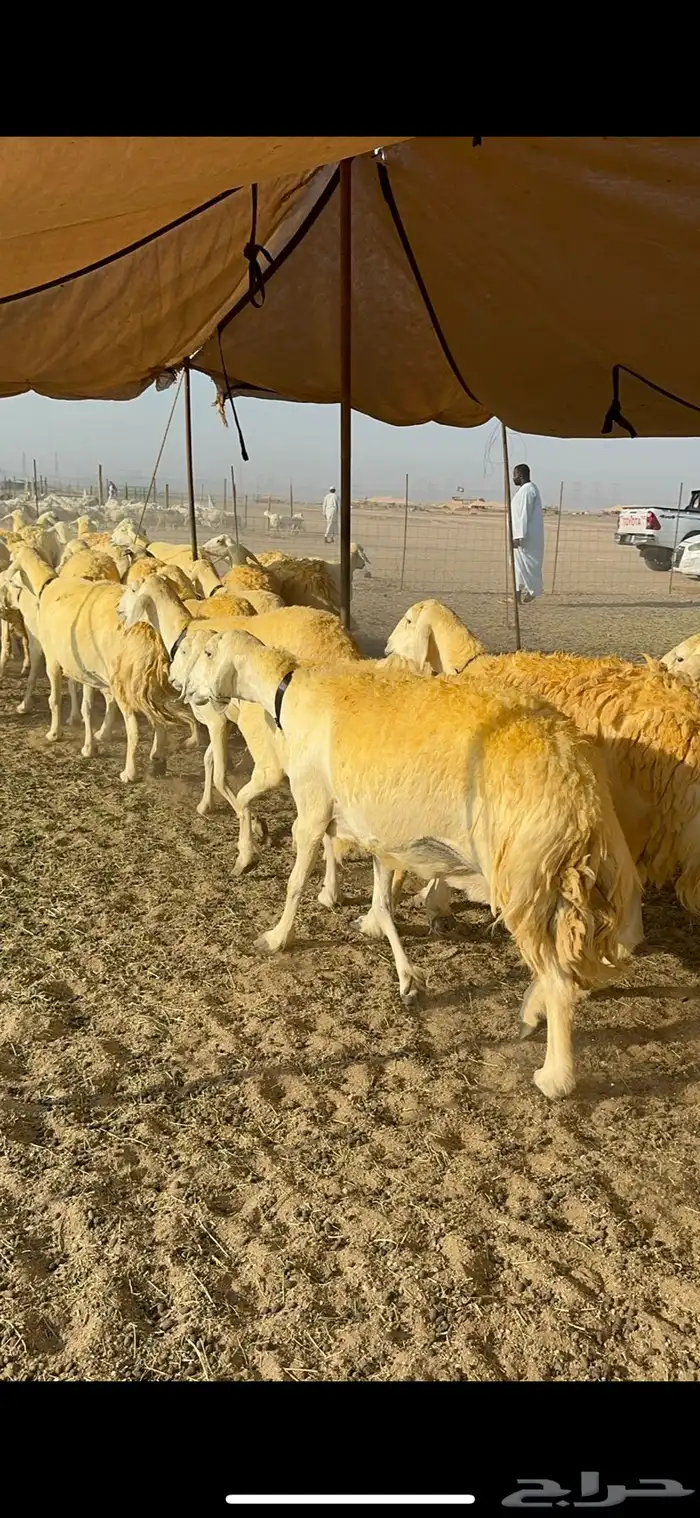 غنم حرية حرش جروم ورقاب نقوة مراح 11