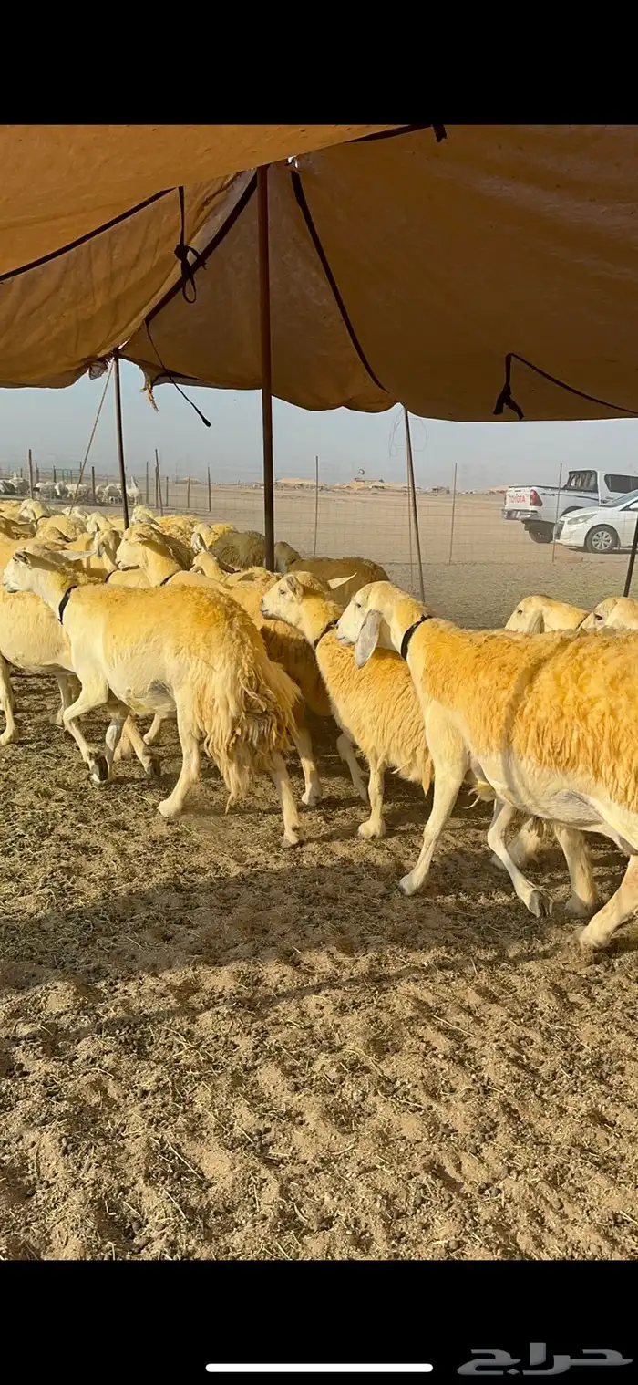 غنم حرية حرش جروم ورقاب نقوة مراح 7