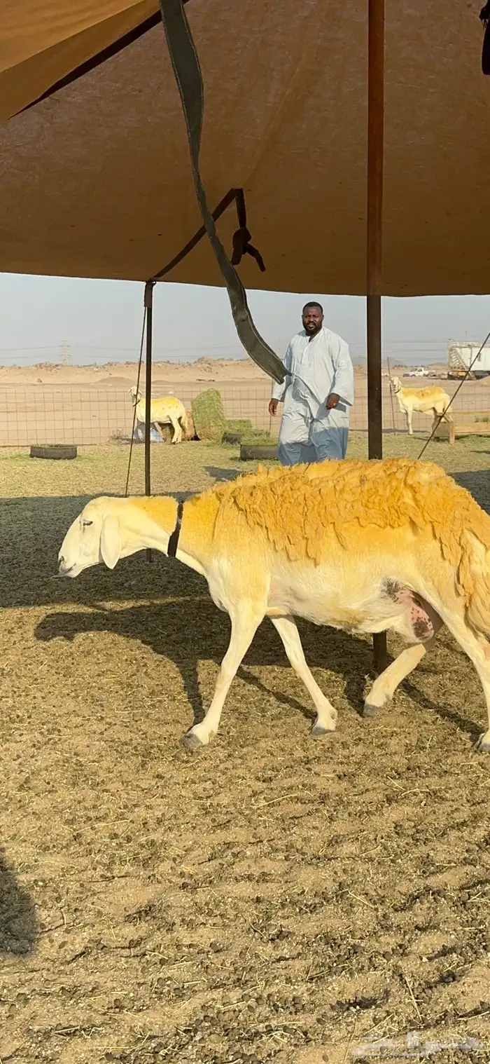 غنم حرية حرش جروم ورقاب نقوة مراح 13