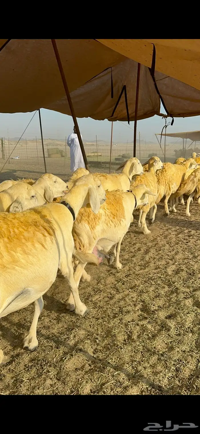 غنم حرية حرش جروم ورقاب نقوة مراح 24