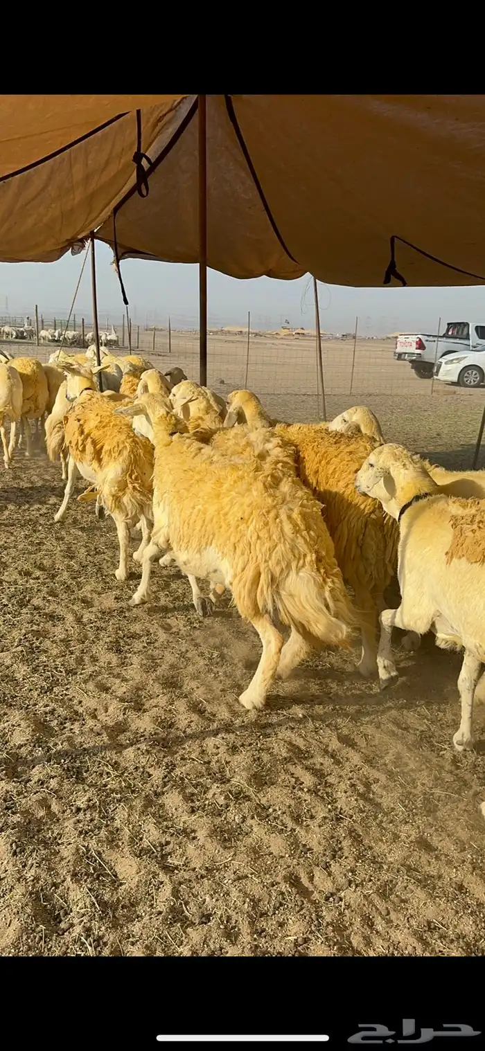 غنم حرية حرش جروم ورقاب نقوة مراح 6