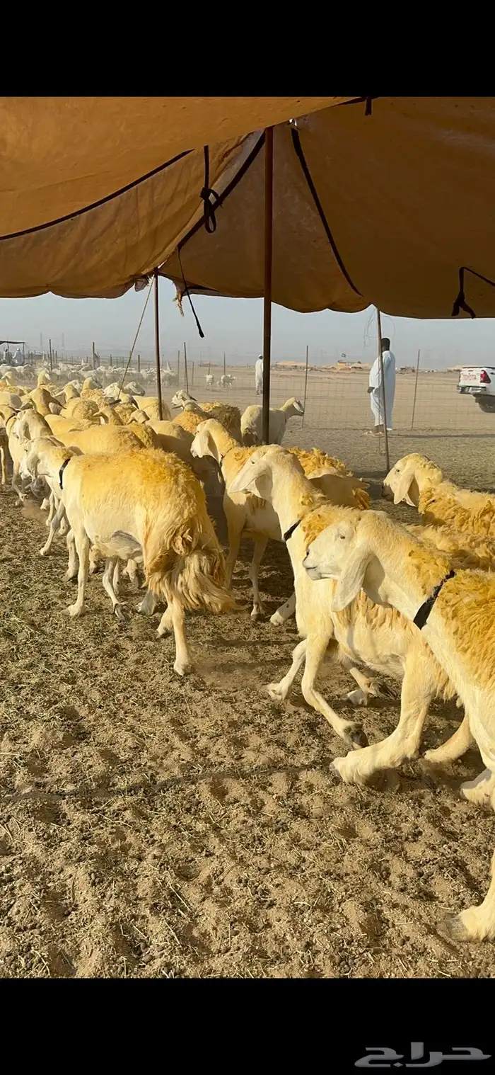 غنم حرية حرش جروم ورقاب نقوة مراح 12