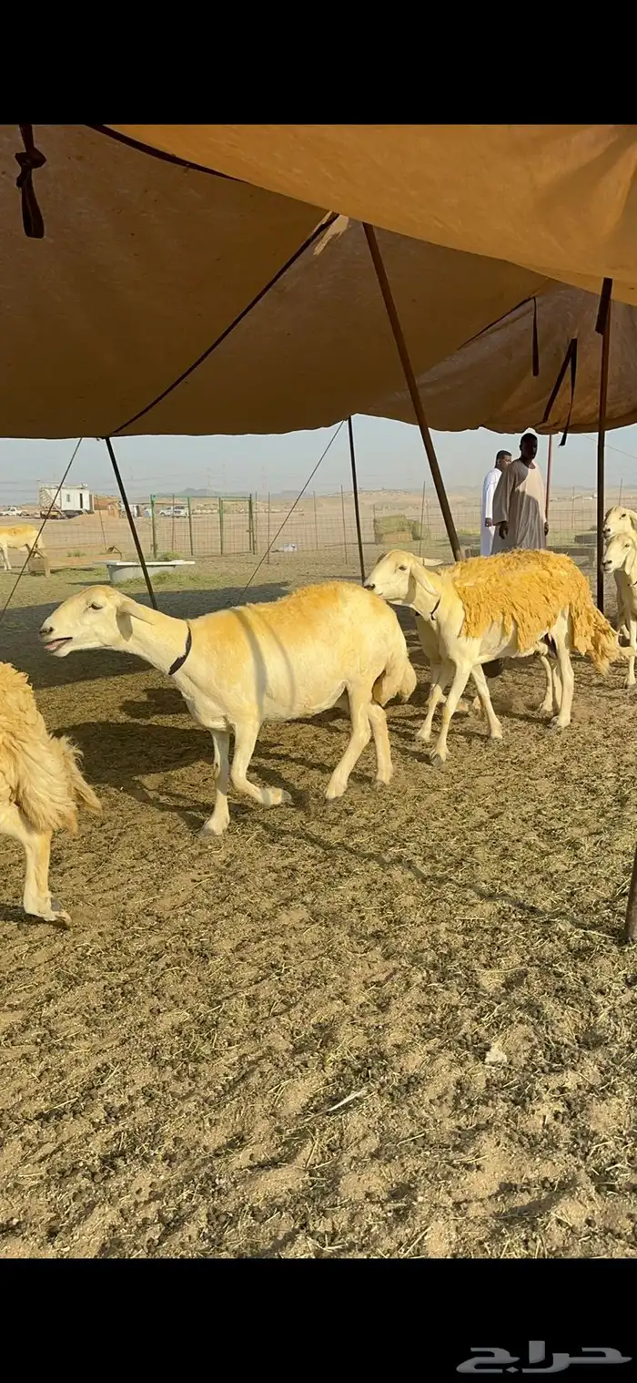 غنم حرية حرش جروم ورقاب نقوة مراح 17