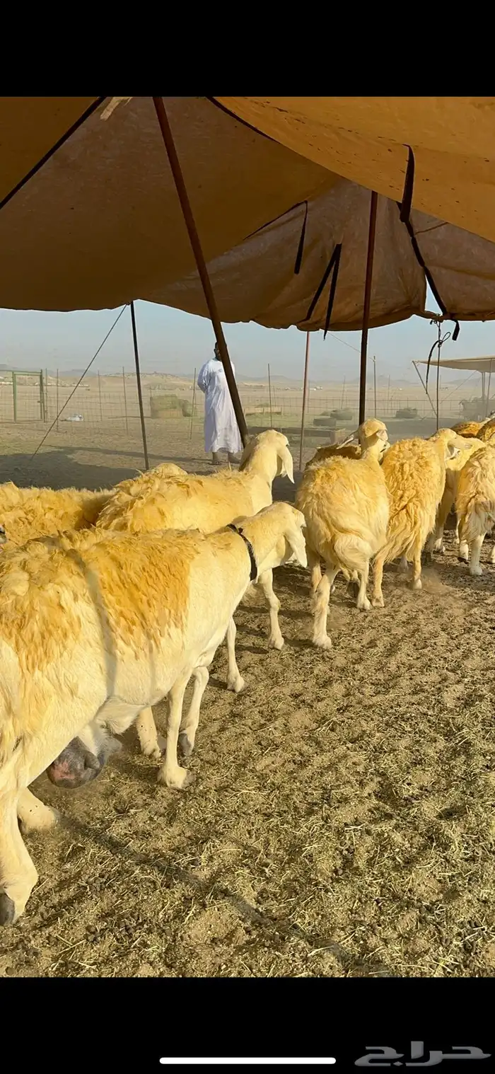 غنم حرية حرش جروم ورقاب نقوة مراح 21