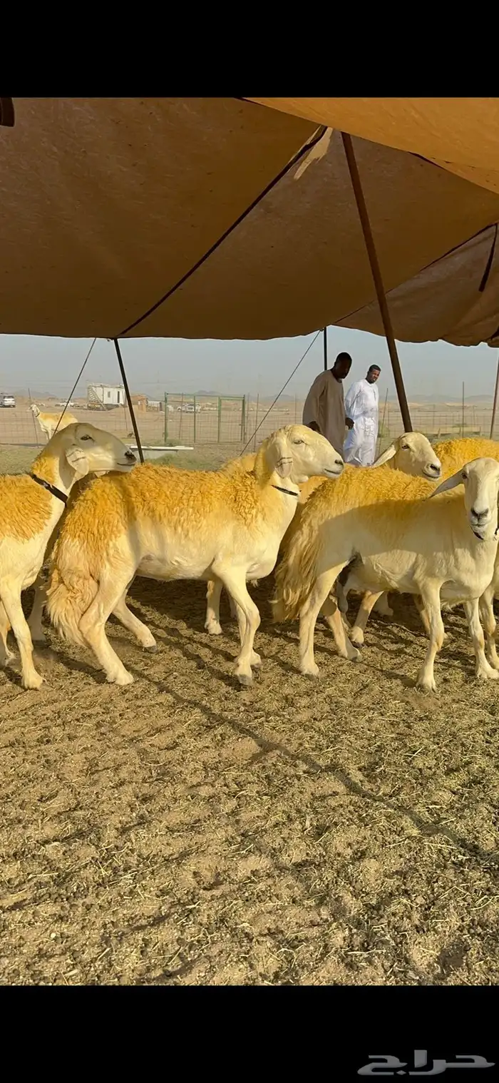 غنم حرية حرش جروم ورقاب نقوة مراح 16