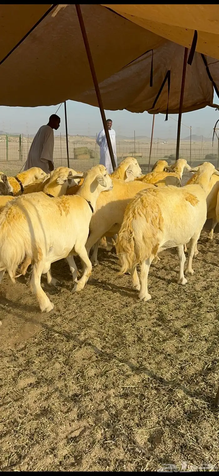 غنم حرية حرش جروم ورقاب نقوة مراح 23