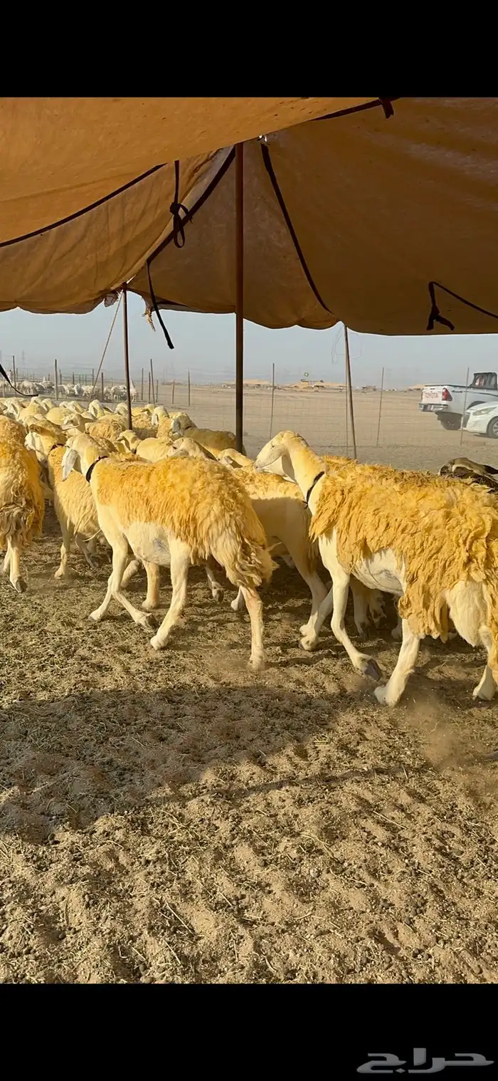 غنم حرية حرش جروم ورقاب نقوة مراح 8