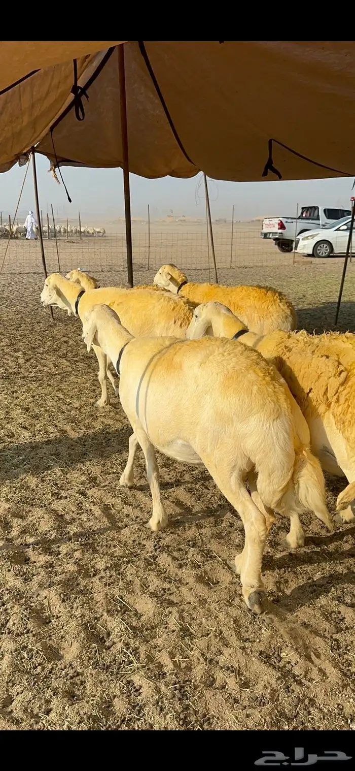 غنم حرية حرش جروم ورقاب نقوة مراح 1