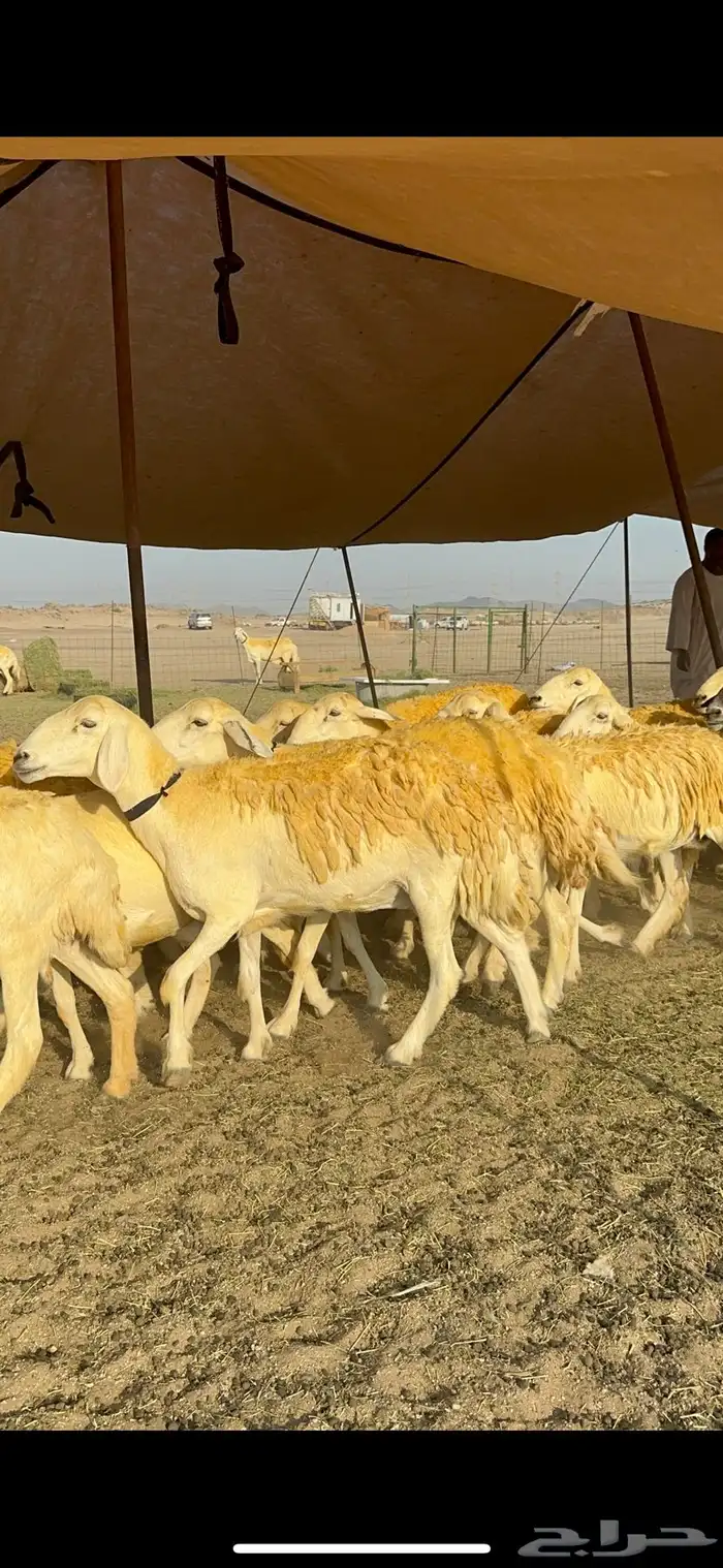 غنم حرية حرش جروم ورقاب نقوة مراح 25