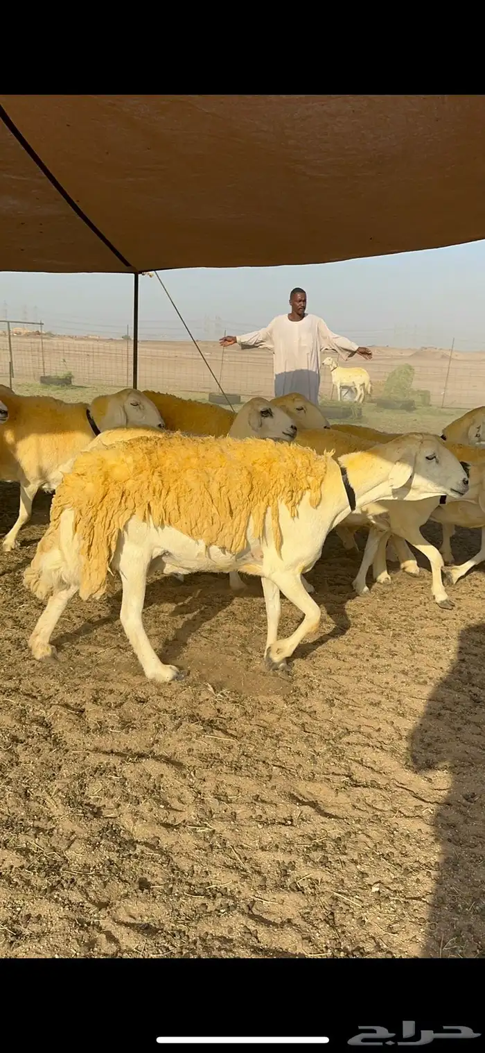 غنم حرية حرش جروم ورقاب نقوة مراح 0