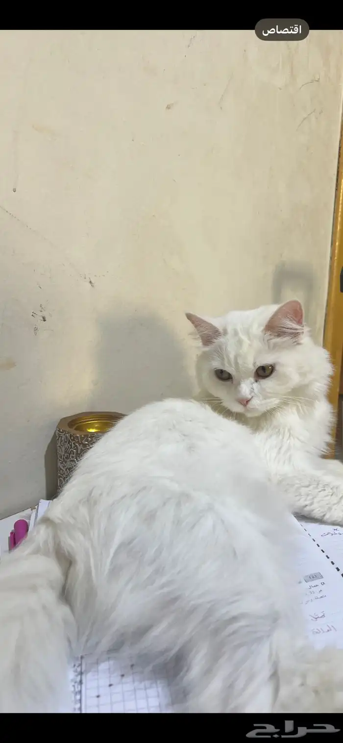 قطط شيرازي هملايا 0