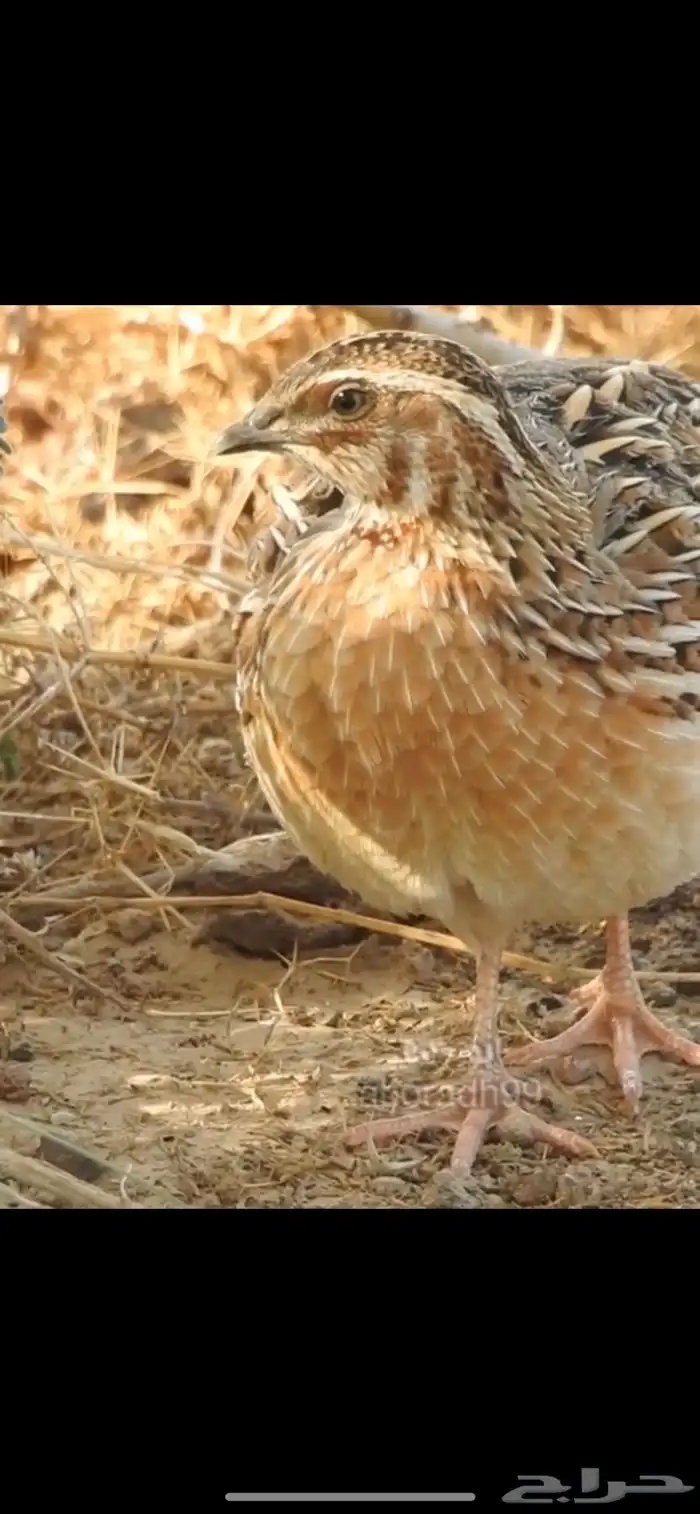 سمان فري مريعي السلوى 4