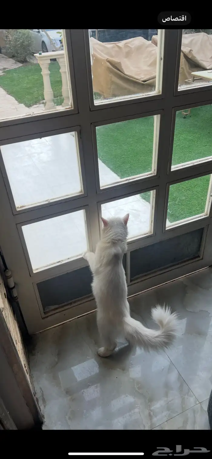 قطط شيرازي هملايا 2