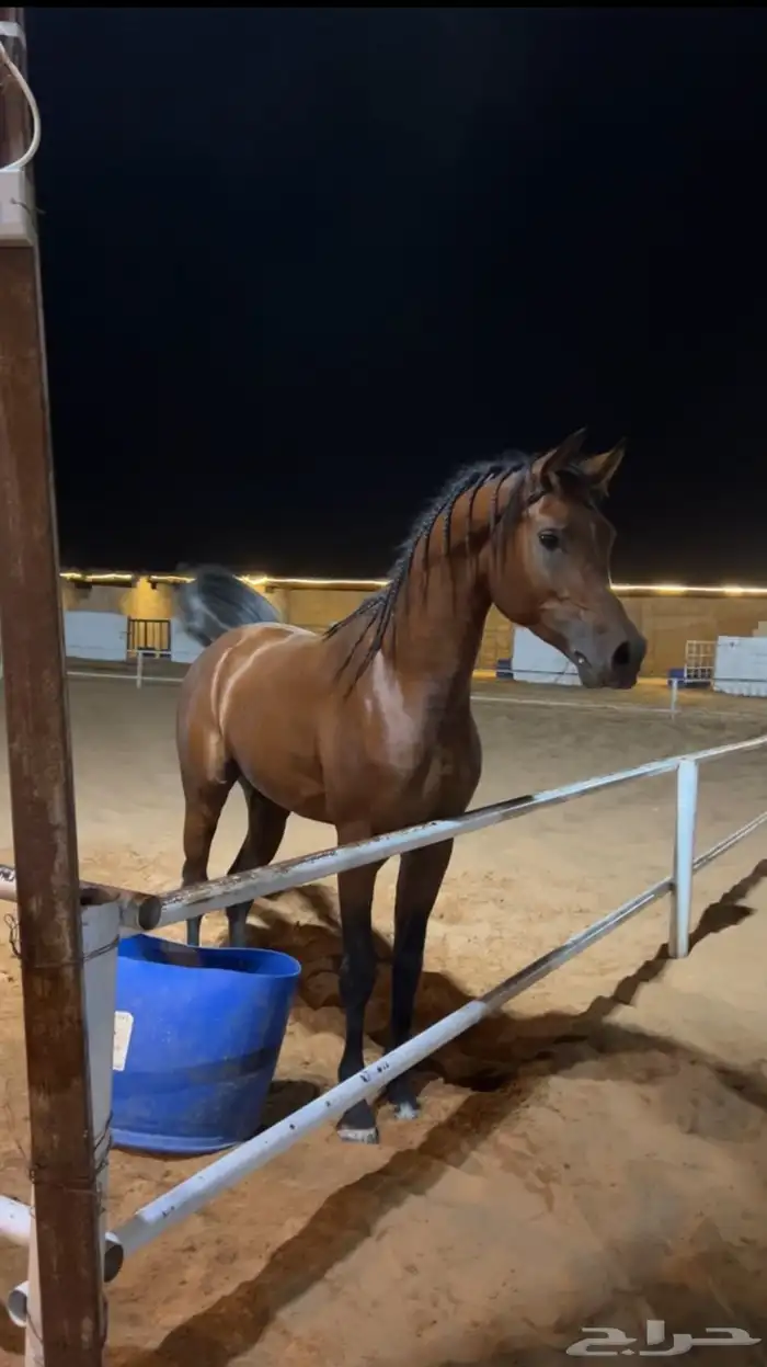مربط البرجس للخيل العربية الأصيلة 1