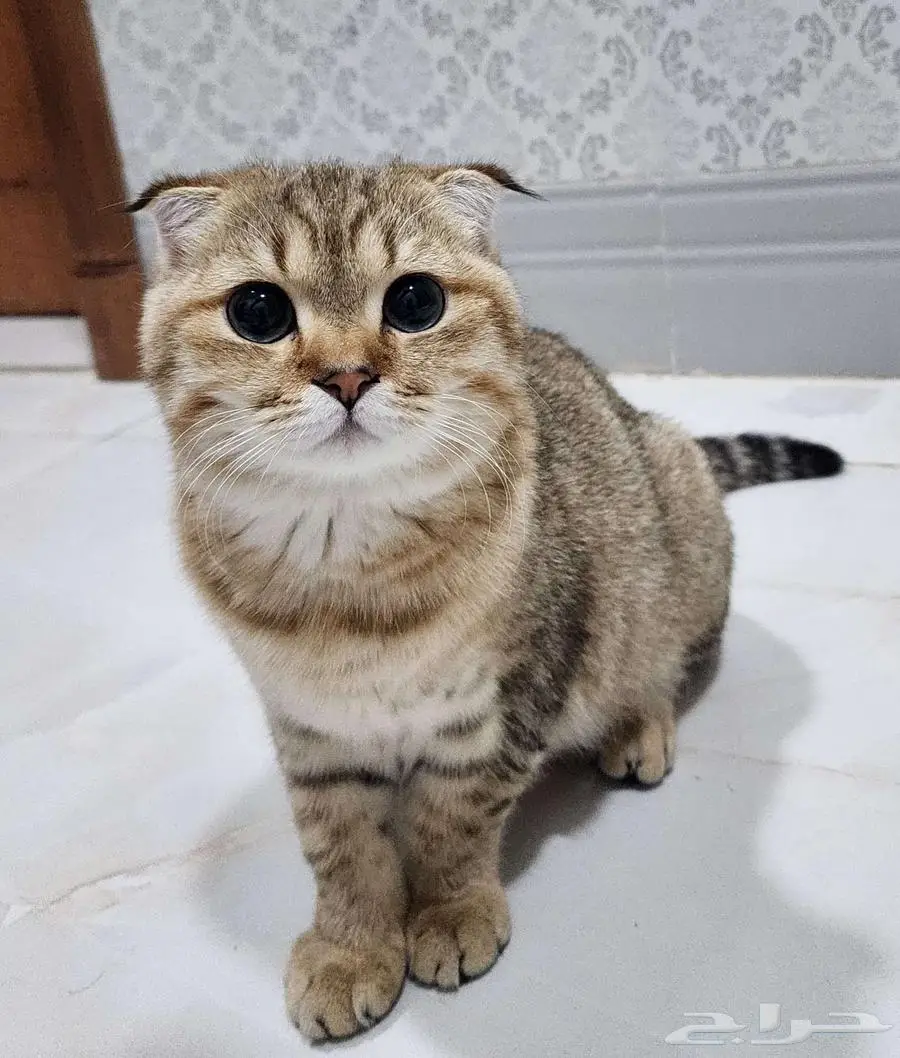 قط سكوتش فولد 8 شهور تقريبا 2