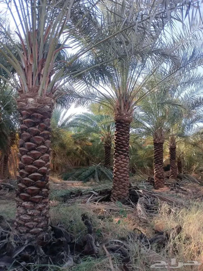 نخل عربي وشبوك وشجر الزيتون 0