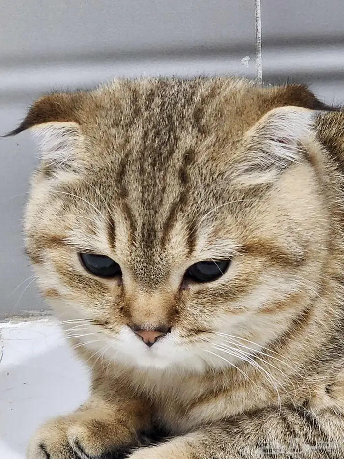 قط سكوتش فولد 8 شهور تقريبا 4