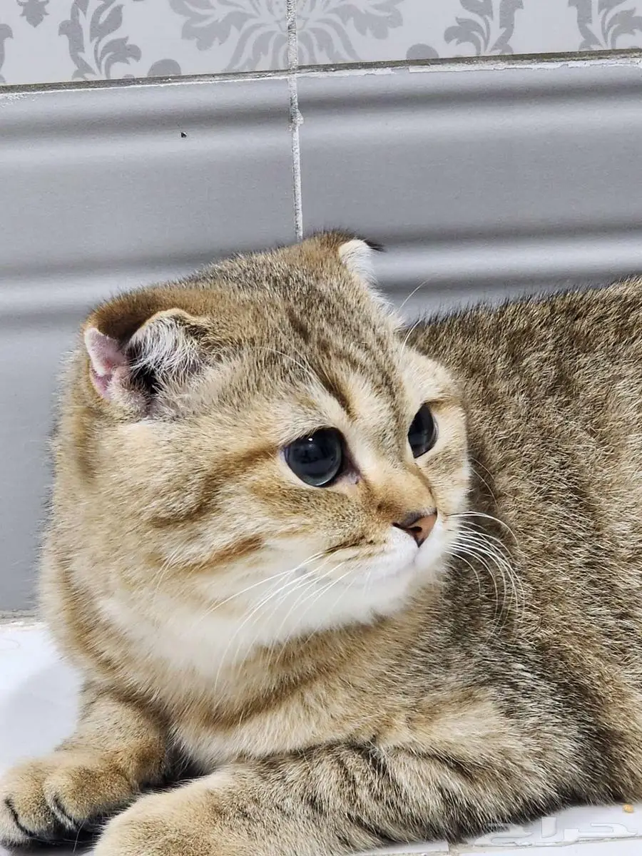 قط سكوتش فولد 8 شهور تقريبا 0