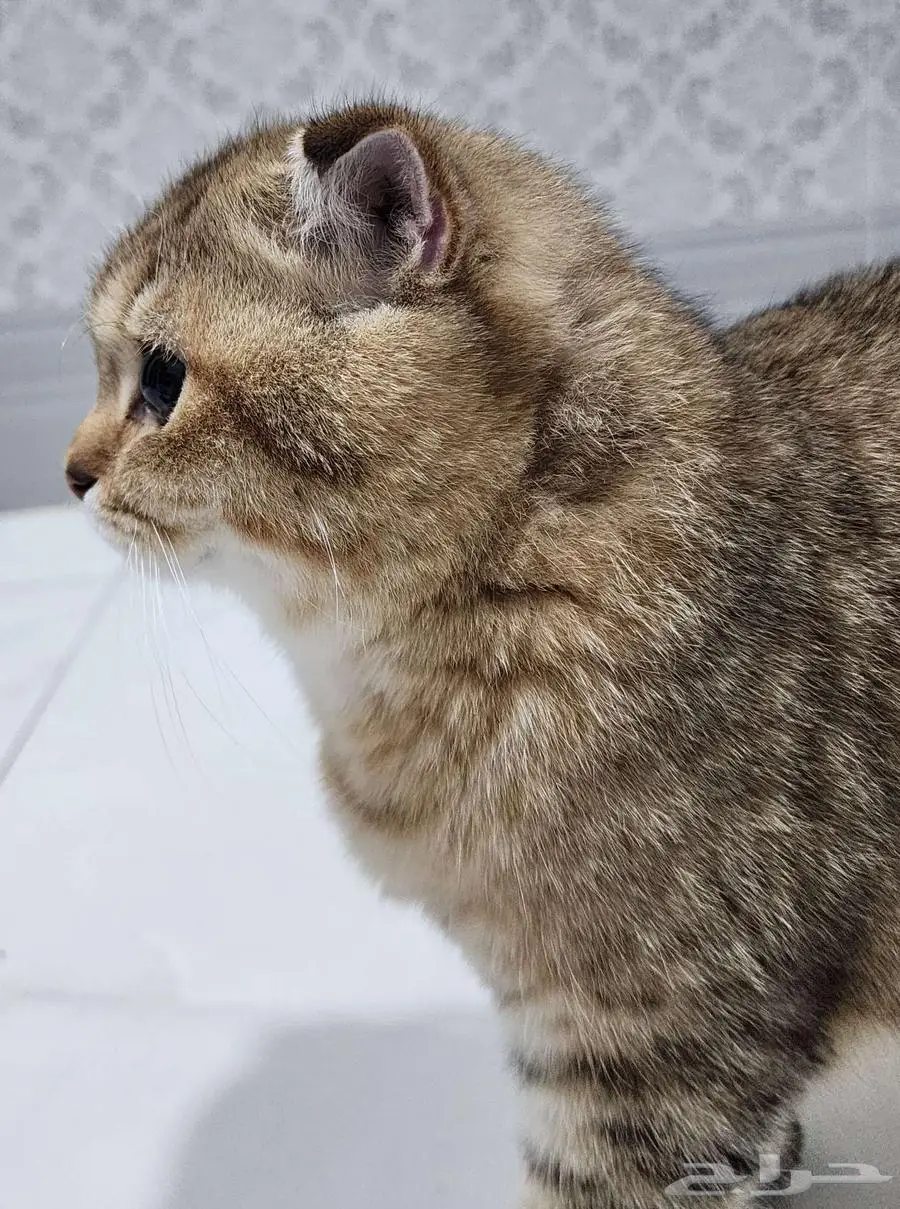 قط سكوتش فولد 8 شهور تقريبا 5