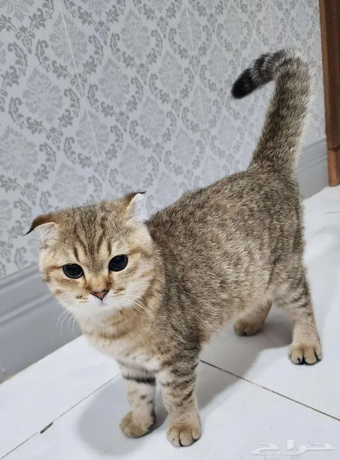 قط سكوتش فولد 8 شهور تقريبا 1