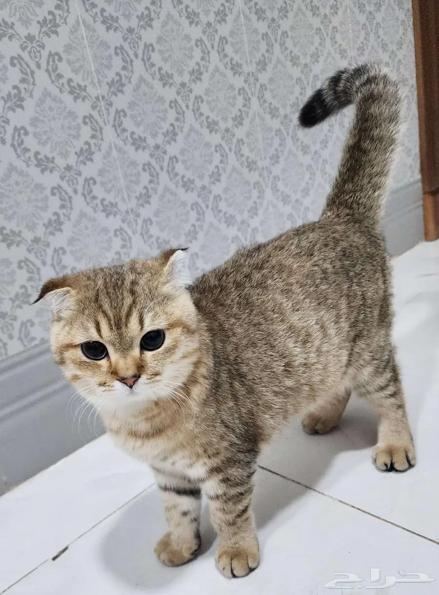 قط سكوتش فولد 8 شهور تقريبا 1