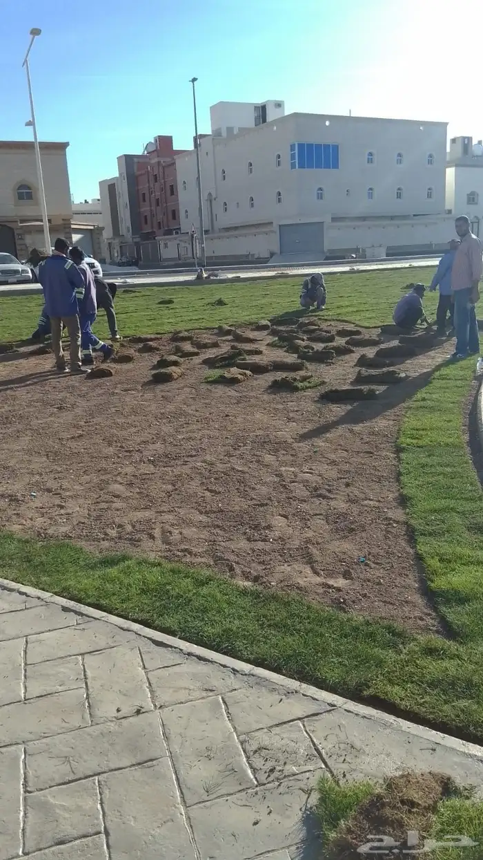 نجيل طبيعي 5