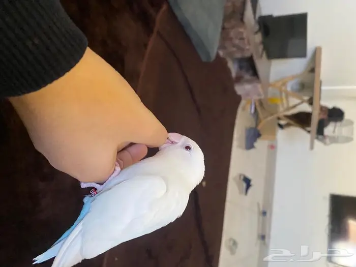 للبيع روز البينو عيون حمر 0