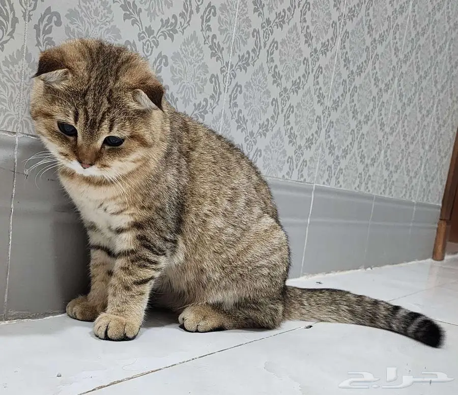 قط سكوتش فولد 8 شهور تقريبا 6