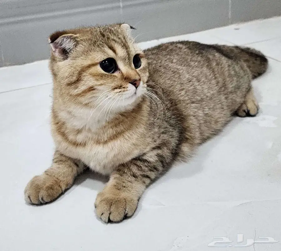 قط سكوتش فولد 8 شهور تقريبا 7