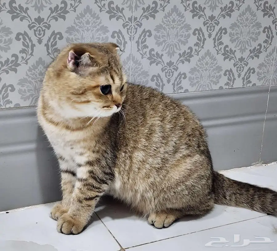 قط سكوتش فولد 8 شهور تقريبا 3