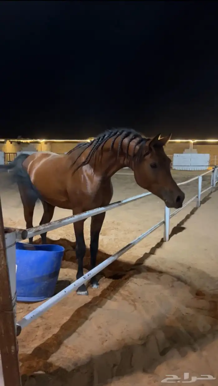 مربط البرجس للخيل العربية الأصيلة 2