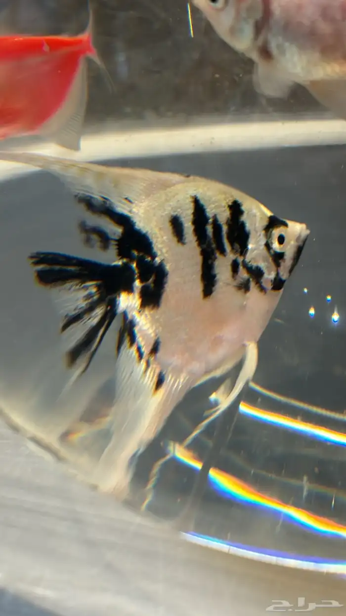 سمك زينه أنواع كثيره 0