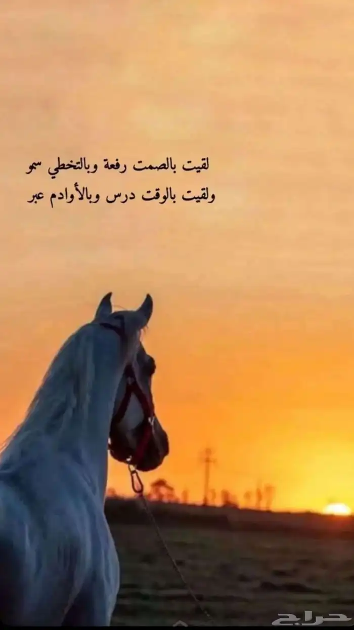 مربط النوادر 0
