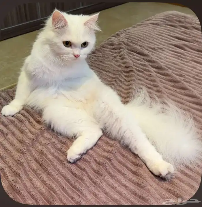 قطط الاحساء 0
