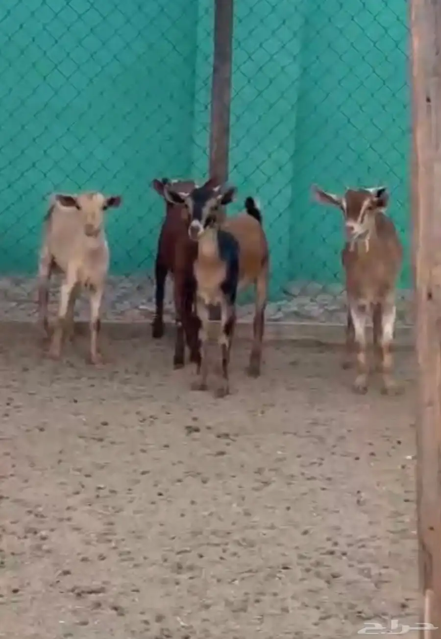 للبيع غنم محايل و تيوس محايل. ( تم للبيع) 1
