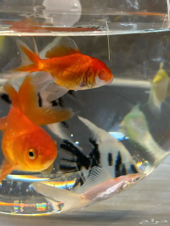 سمك زينه أنواع كثيره 2