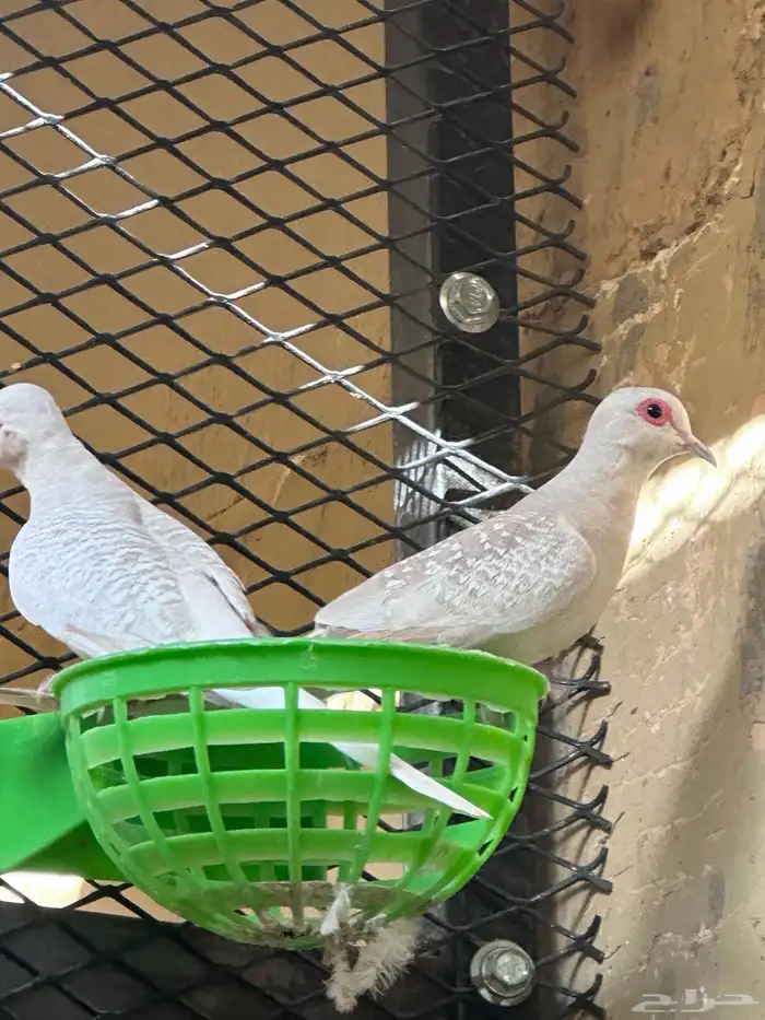طيور ماسي كريمي 2