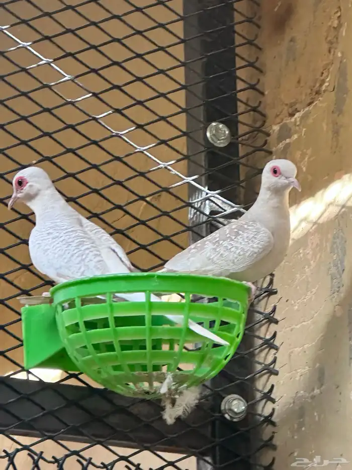 طيور ماسي كريمي 1