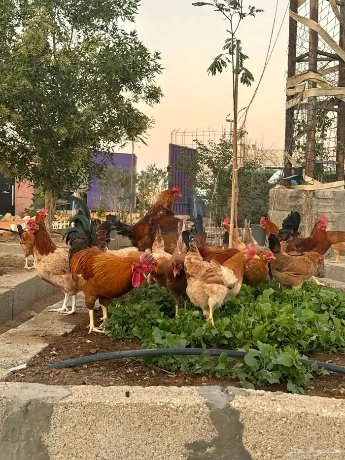 دجاج امريكي بياض 0