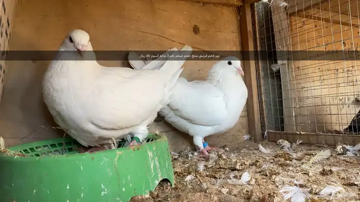 مجموعه طيور زينه و زواجل 2
