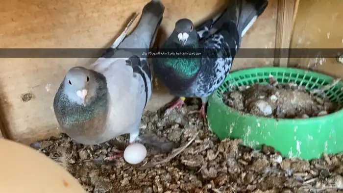 مجموعه طيور زينه و زواجل 1
