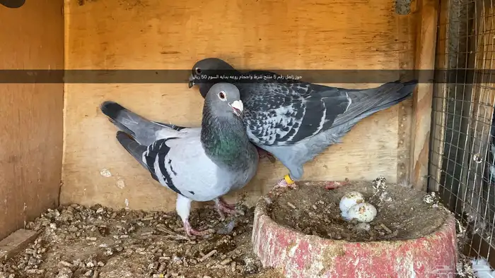 مجموعه طيور زينه و زواجل 5