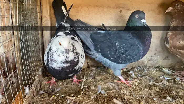 مجموعه طيور زينه و زواجل 3