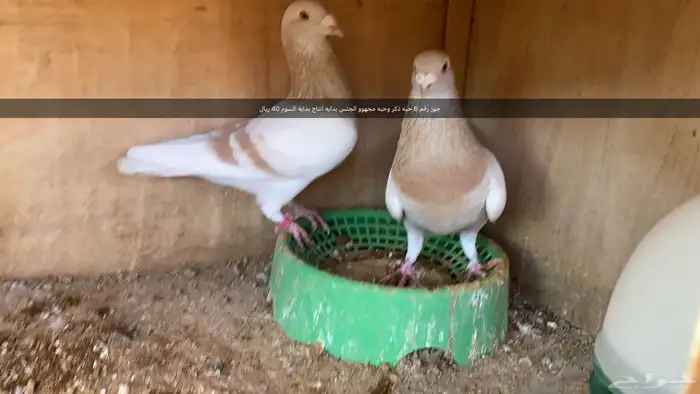 مجموعه طيور زينه و زواجل 7