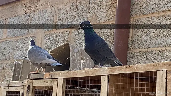 مجموعه طيور زينه و زواجل 8