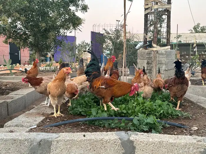 دجاج امريكي بياض 2