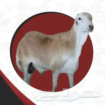 طليان رفيديات تربيه ثلاث اشهر فل مقفله 950 0