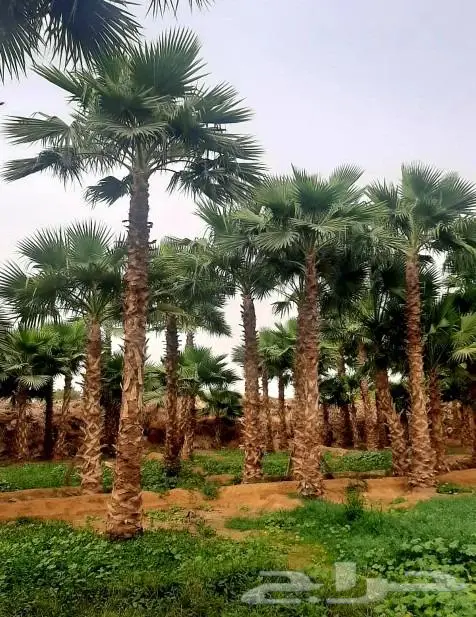 نخل واشنطني 0