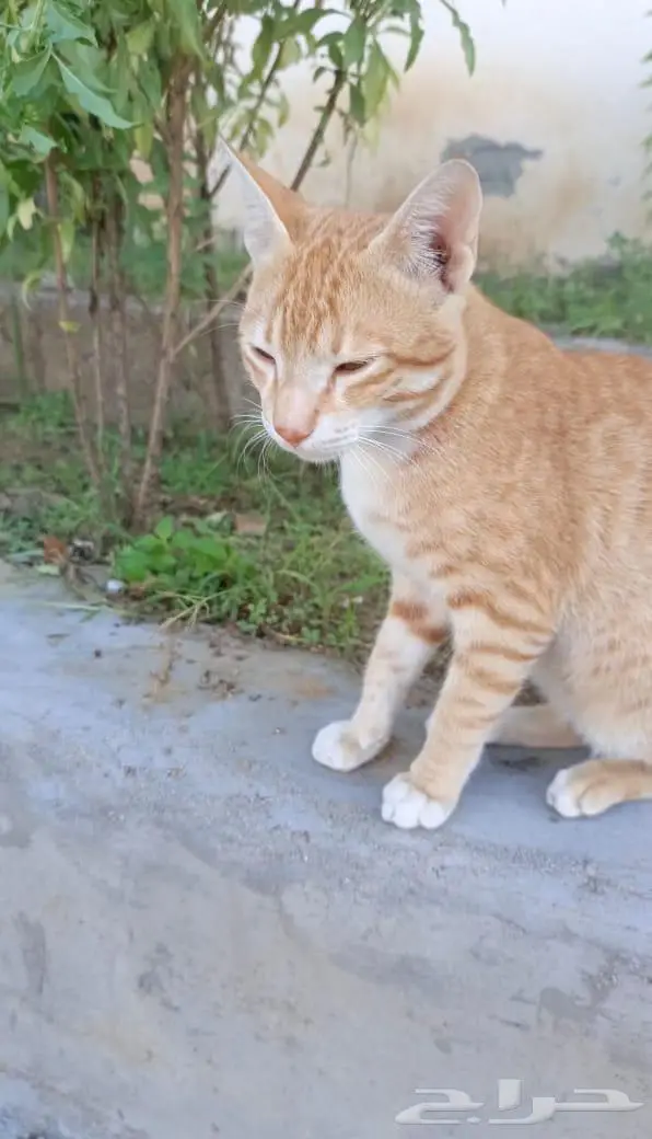 قطو لتبني مو لي حق صحبتي واهلها قررو يذبونه العارضه مقزنا 2